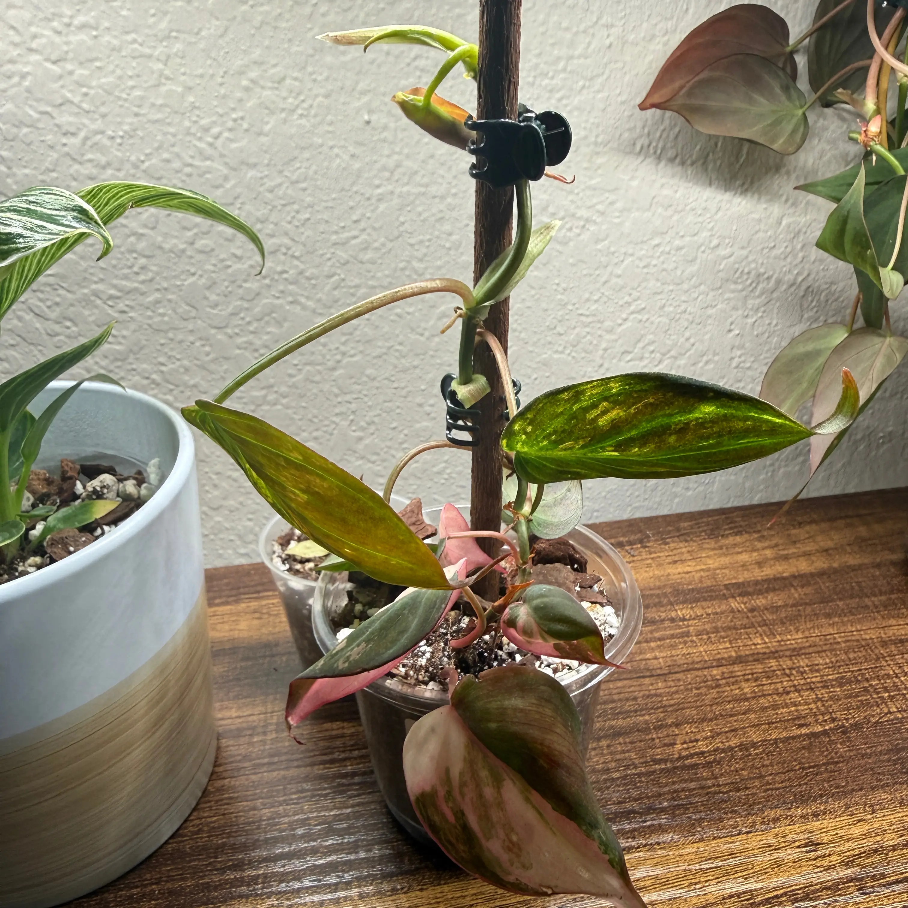 Photo of the plant species Philodendron micans 'Albo Pink' by @Plant_Mami named Paris on Greg, the plant care app