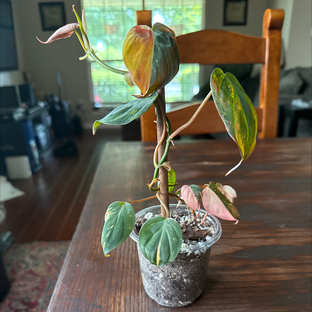 Photo of the plant species Philodendron micans 'Albo Pink' by @Plant_Mami named Paris on Greg, the plant care app
