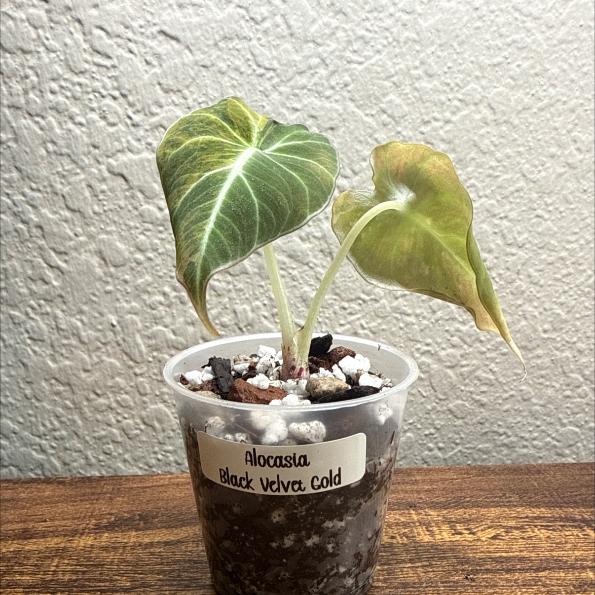 Photo of the plant species Alocasia Gold Black Velvet by @Plant_Mami named Gloria on Greg, the plant care app