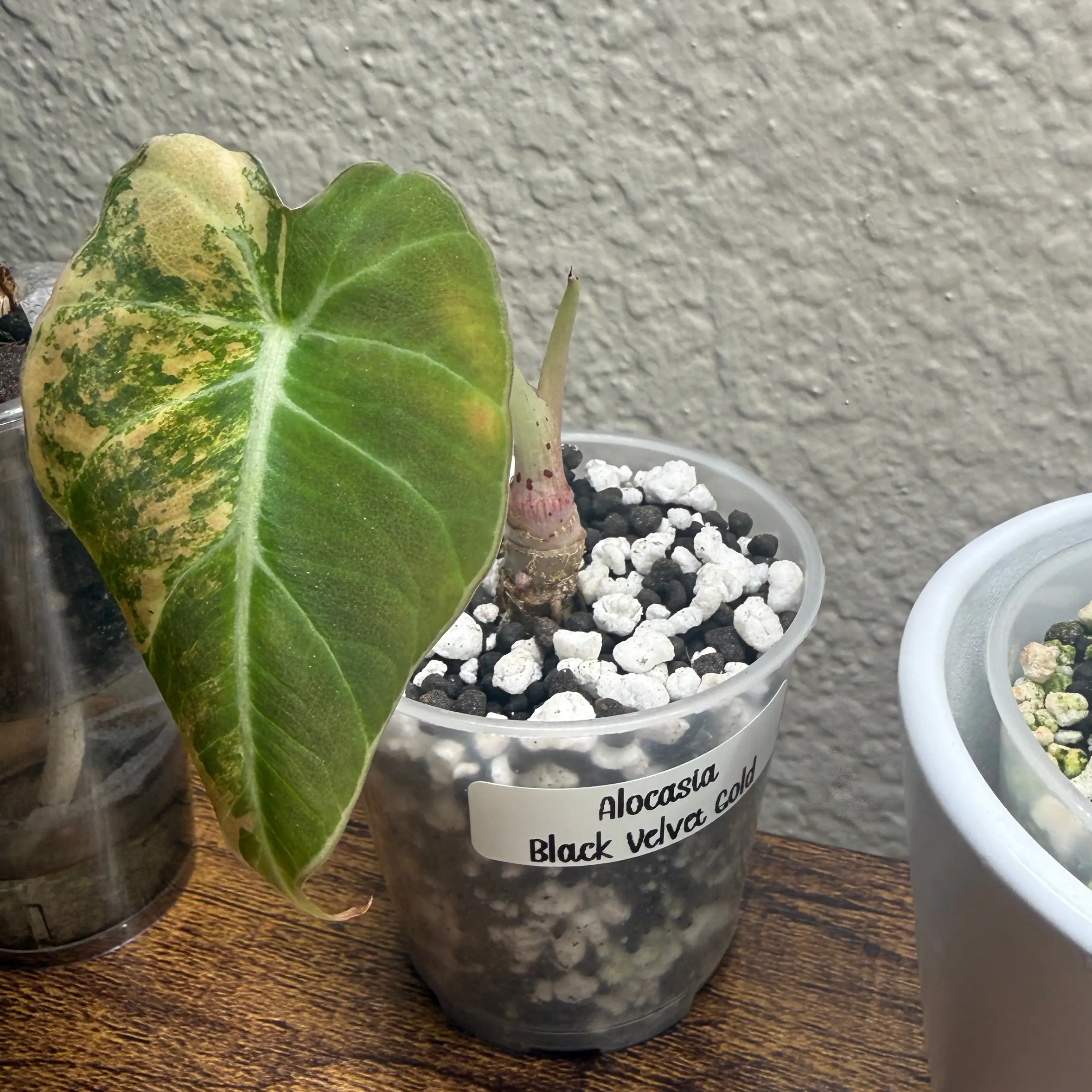 Photo of the plant species Alocasia Gold Black Velvet by @Plant_Mami named Gloria on Greg, the plant care app