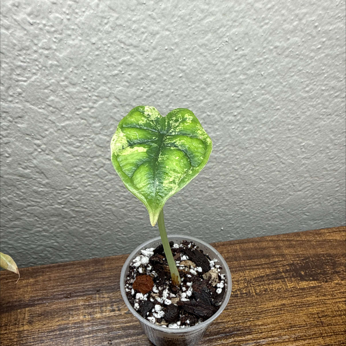 Photo of the plant species Alocasia Dragon Scale Albo by @Plant_Mami named Drake on Greg, the plant care app