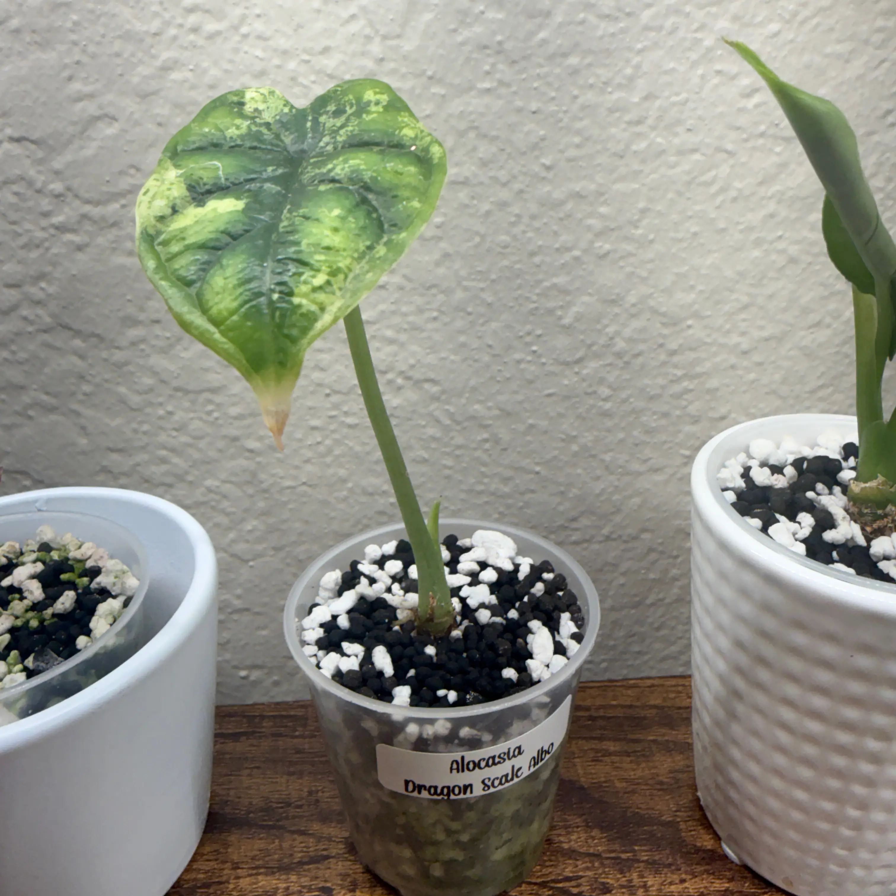 Photo of the plant species Alocasia Dragon Scale Albo by @Plant_Mami named Drake on Greg, the plant care app