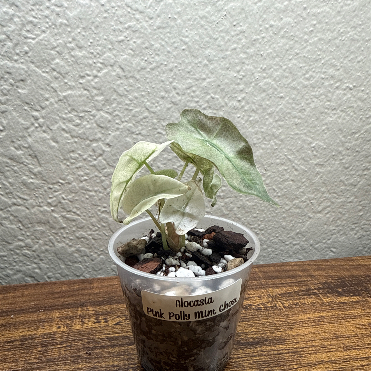 Photo of the plant species Pink polly ghost by @Plant_Mami named Ghost on Greg, the plant care app