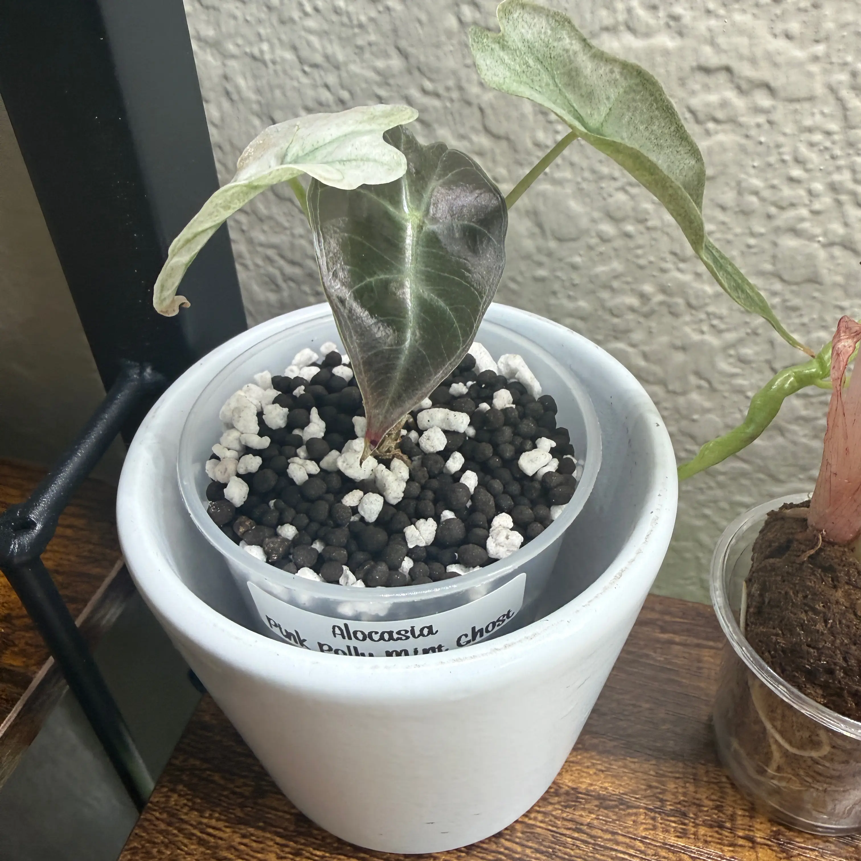 Photo of the plant species Pink polly ghost by @Plant_Mami named Ghost on Greg, the plant care app