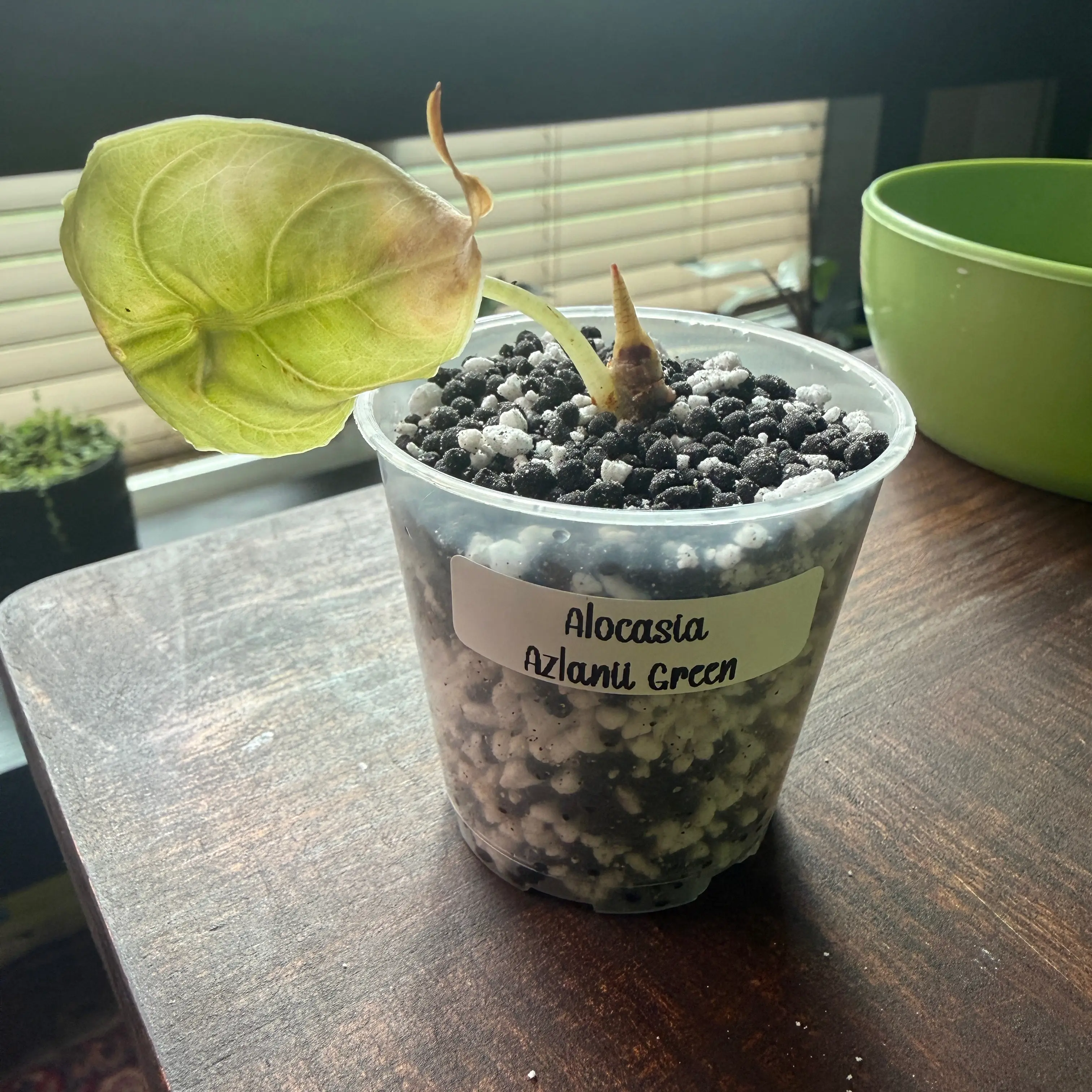 Photo of the plant species Alocasia Azlanii by @Plant_Mami named Azle on Greg, the plant care app