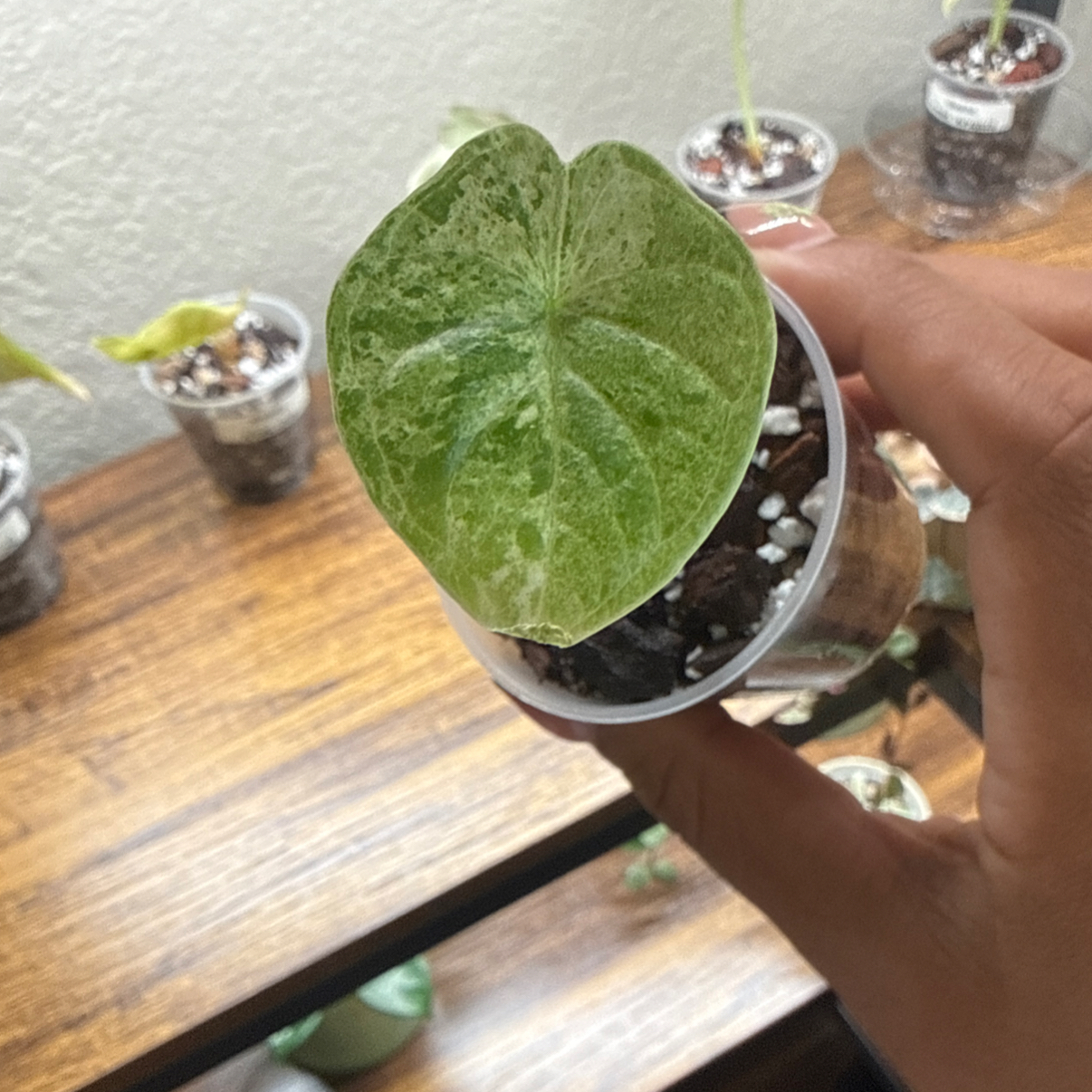 Photo of the plant species Alocasia Dragon Scale Mint by @Plant_Mami named Donte on Greg, the plant care app