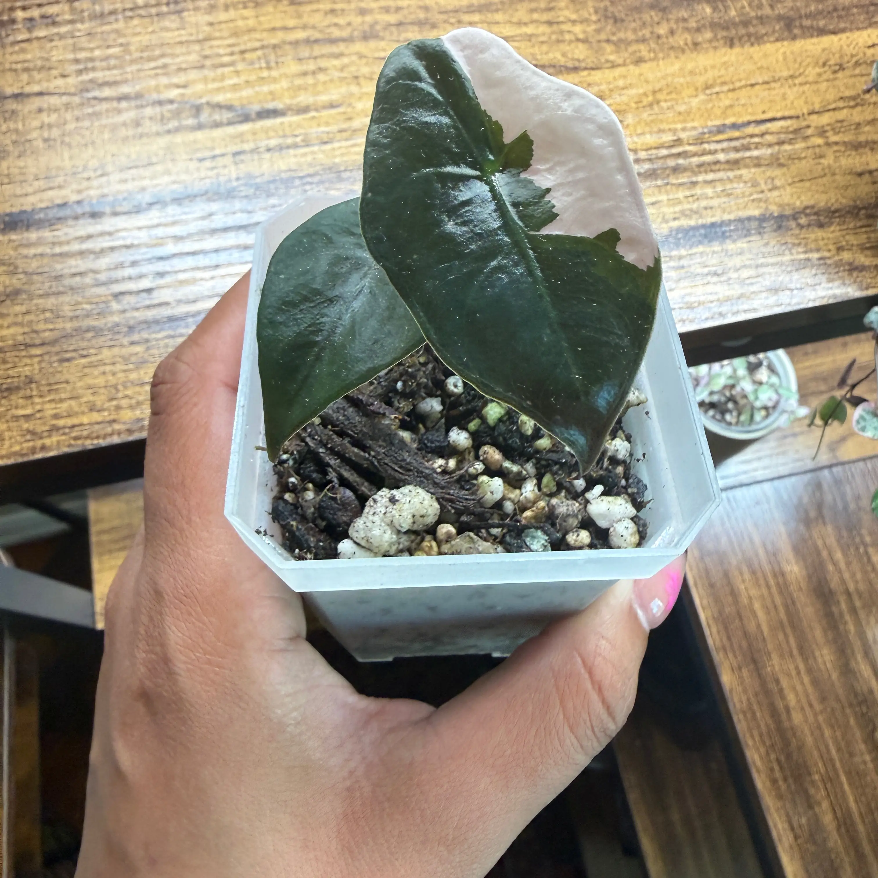 Photo of the plant species Alocasia Chantrieri Pink by @Plant_Mami named Diana on Greg, the plant care app