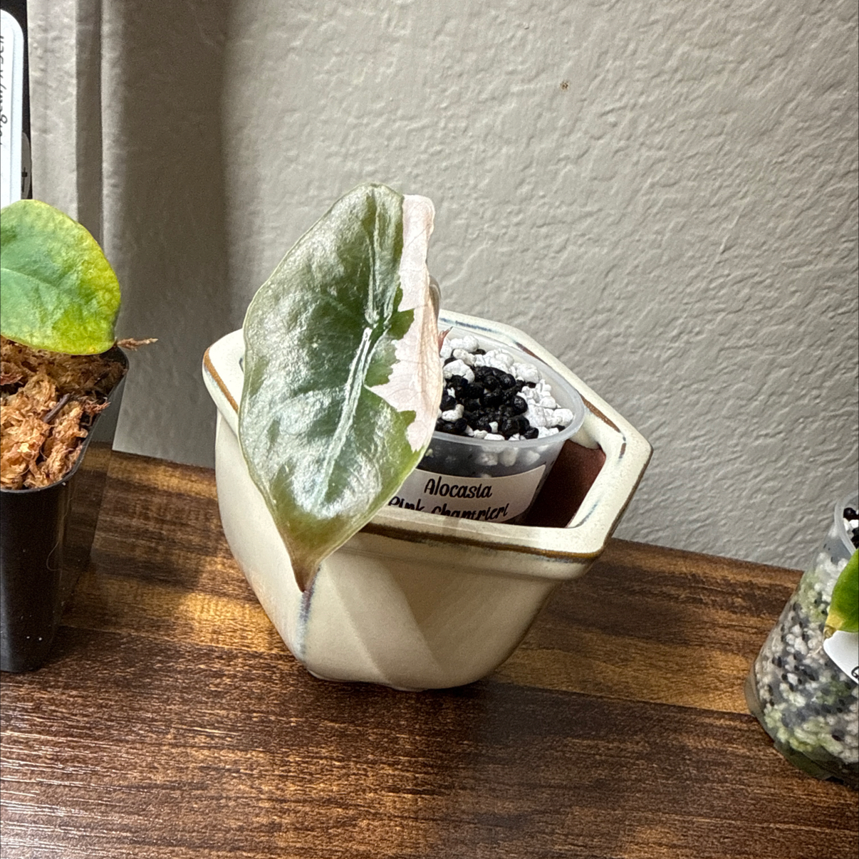 Photo of the plant species Alocasia Chantrieri Pink by @Plant_Mami named Diana on Greg, the plant care app