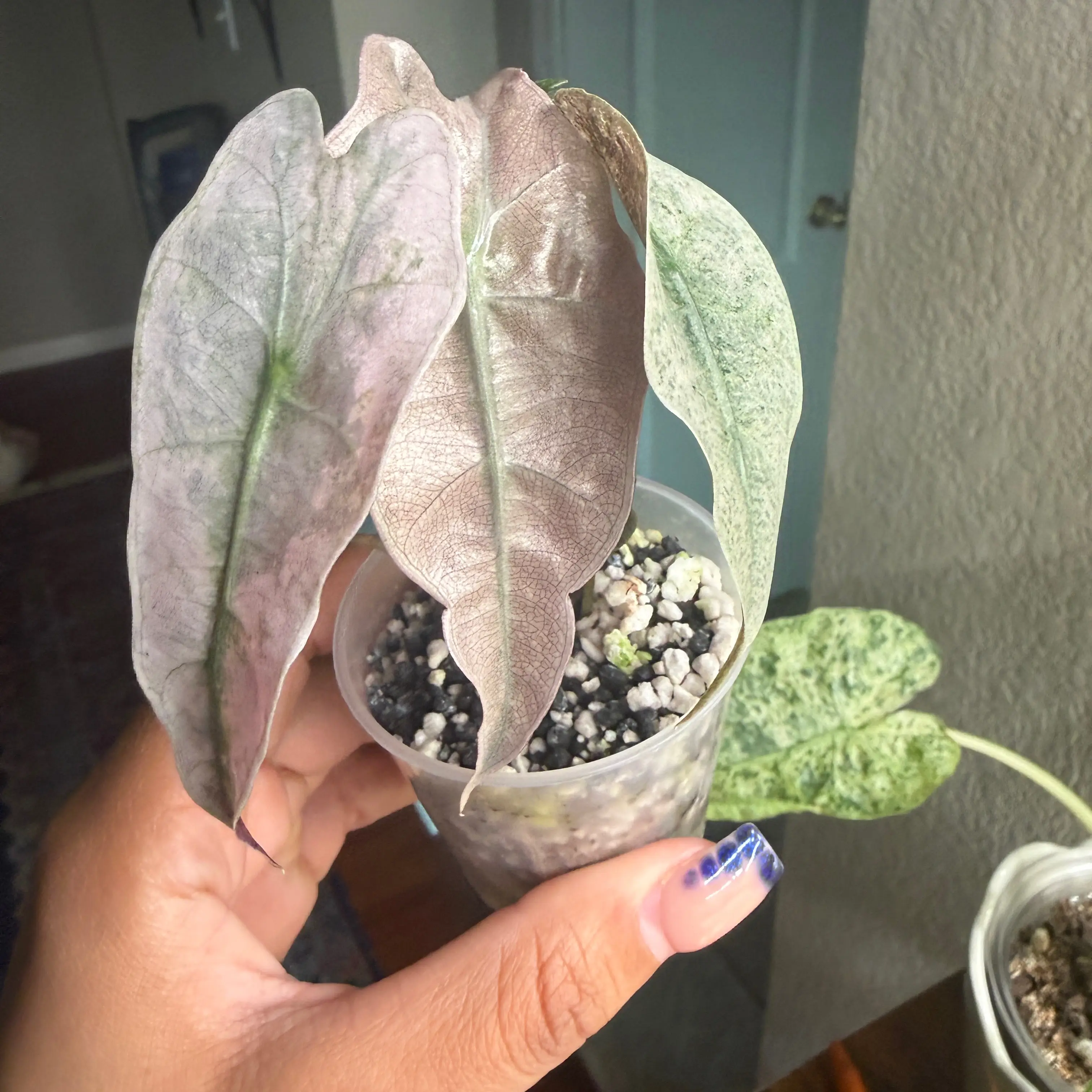 Photo of the plant species Pink polly ghost by @Plant_Mami named Pink Polly Mint TC on Greg, the plant care app
