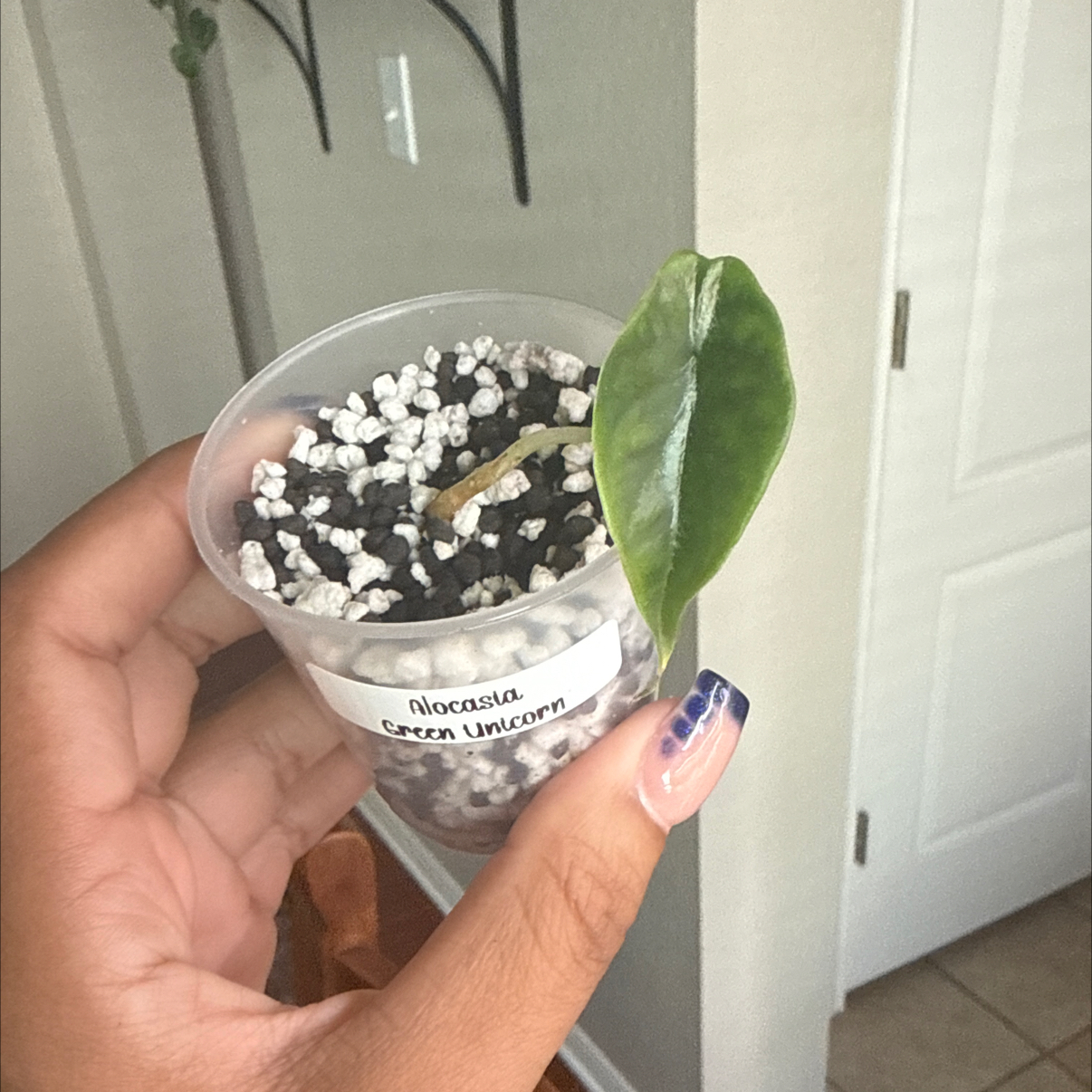 Photo of the plant species Green Unicorn by @Plant_Mami named Rosa on Greg, the plant care app