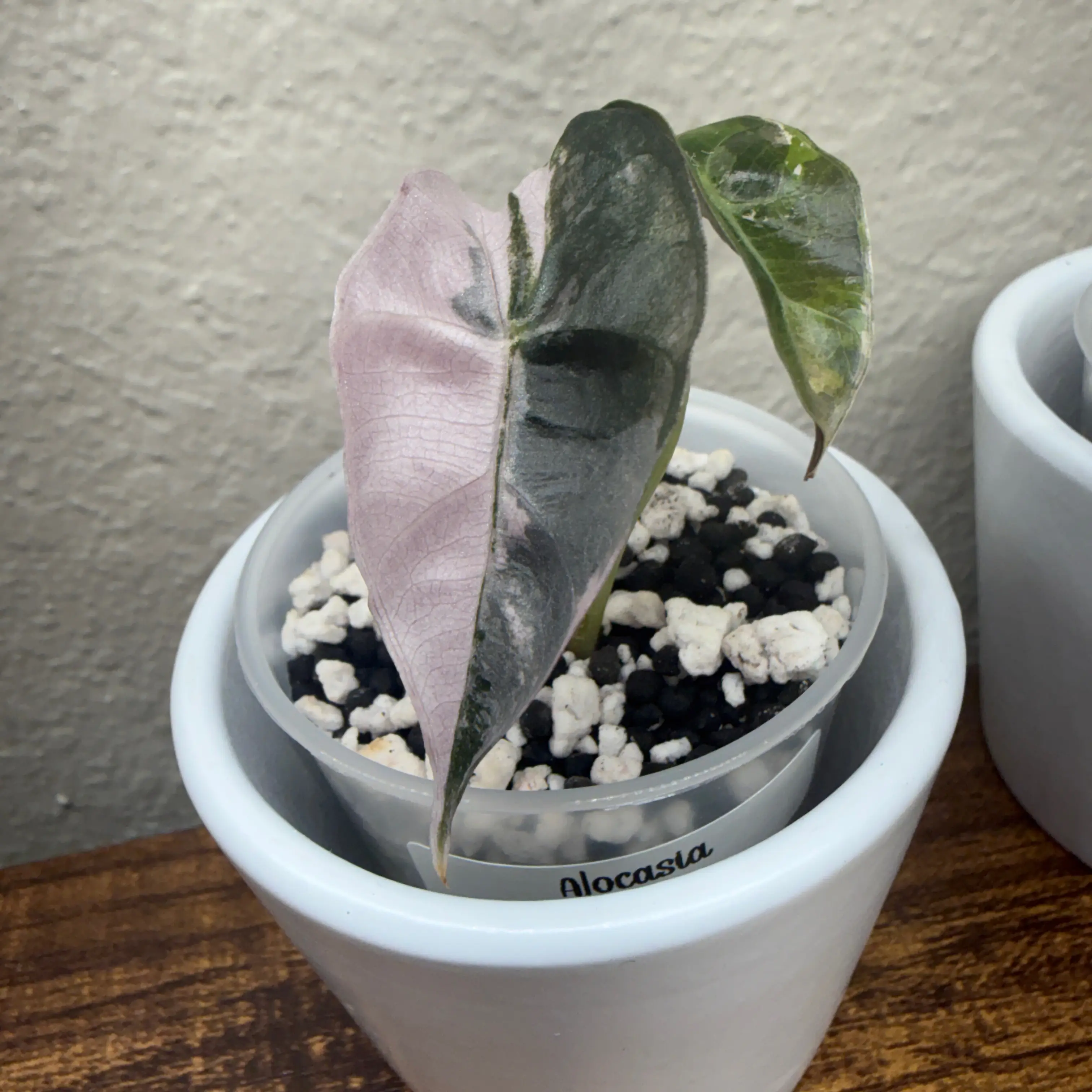Photo of the plant species Alocasia Polly Pink Variegated by @Plant_Mami named Polly on Greg, the plant care app