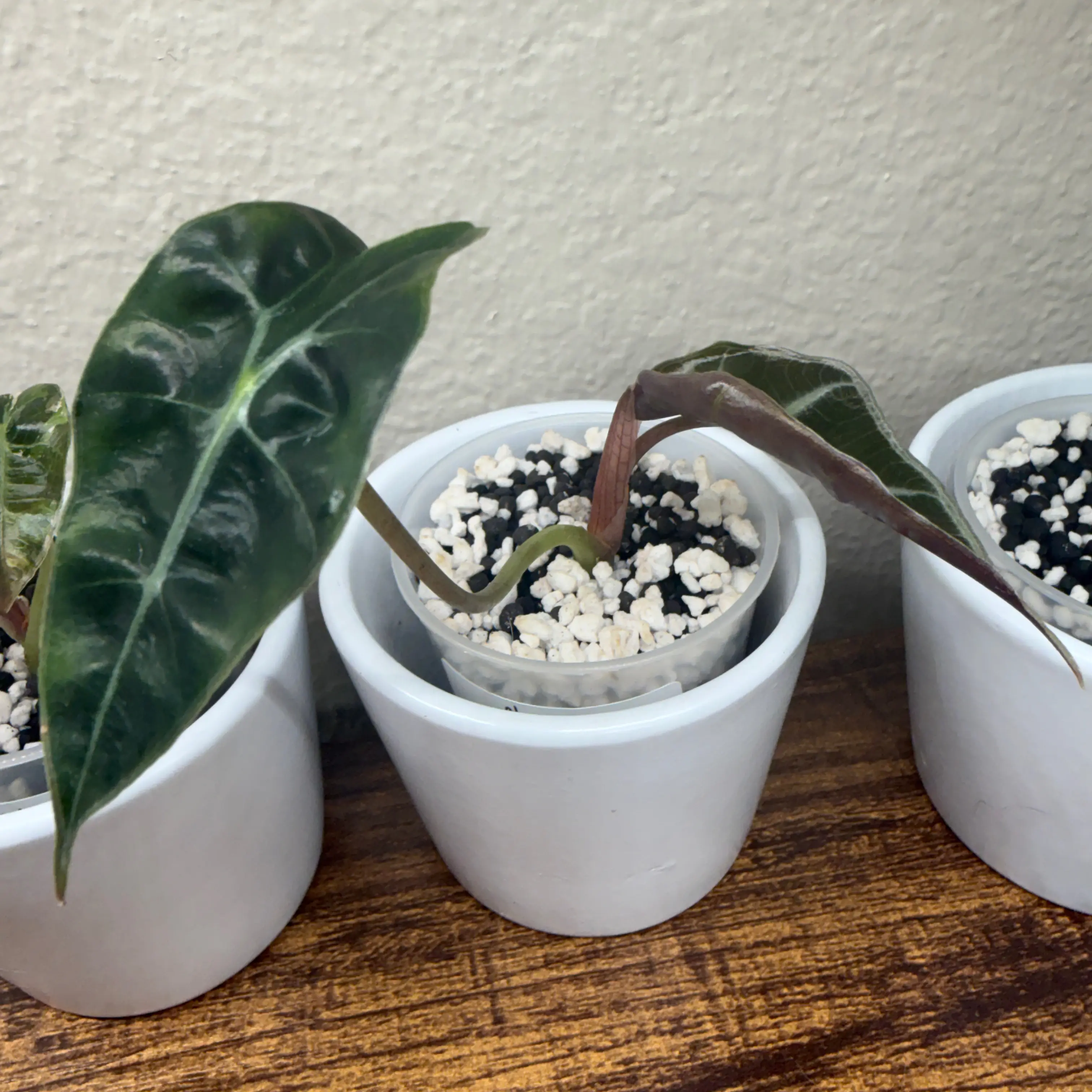 Photo of the plant species Alocasia Amazonica Pink Polly by @Plant_Mami named Scarlett on Greg, the plant care app
