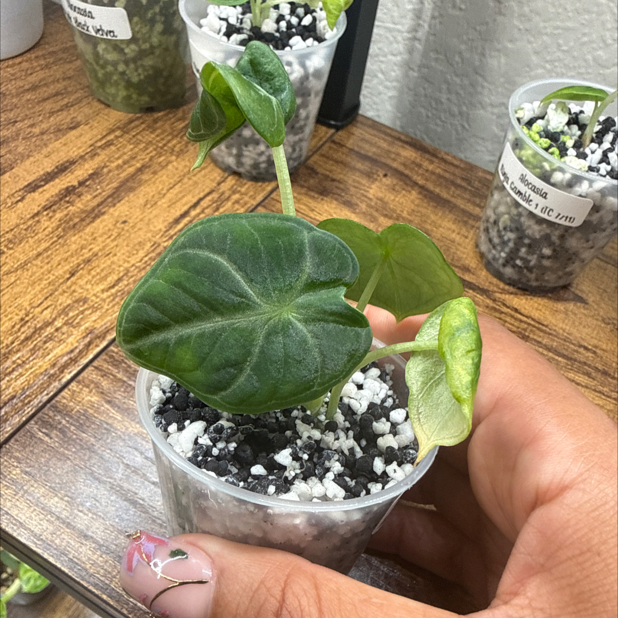 Photo of the plant species alocasia ninja by @Plant_Mami named Ninja Gamble 2 on Greg, the plant care app