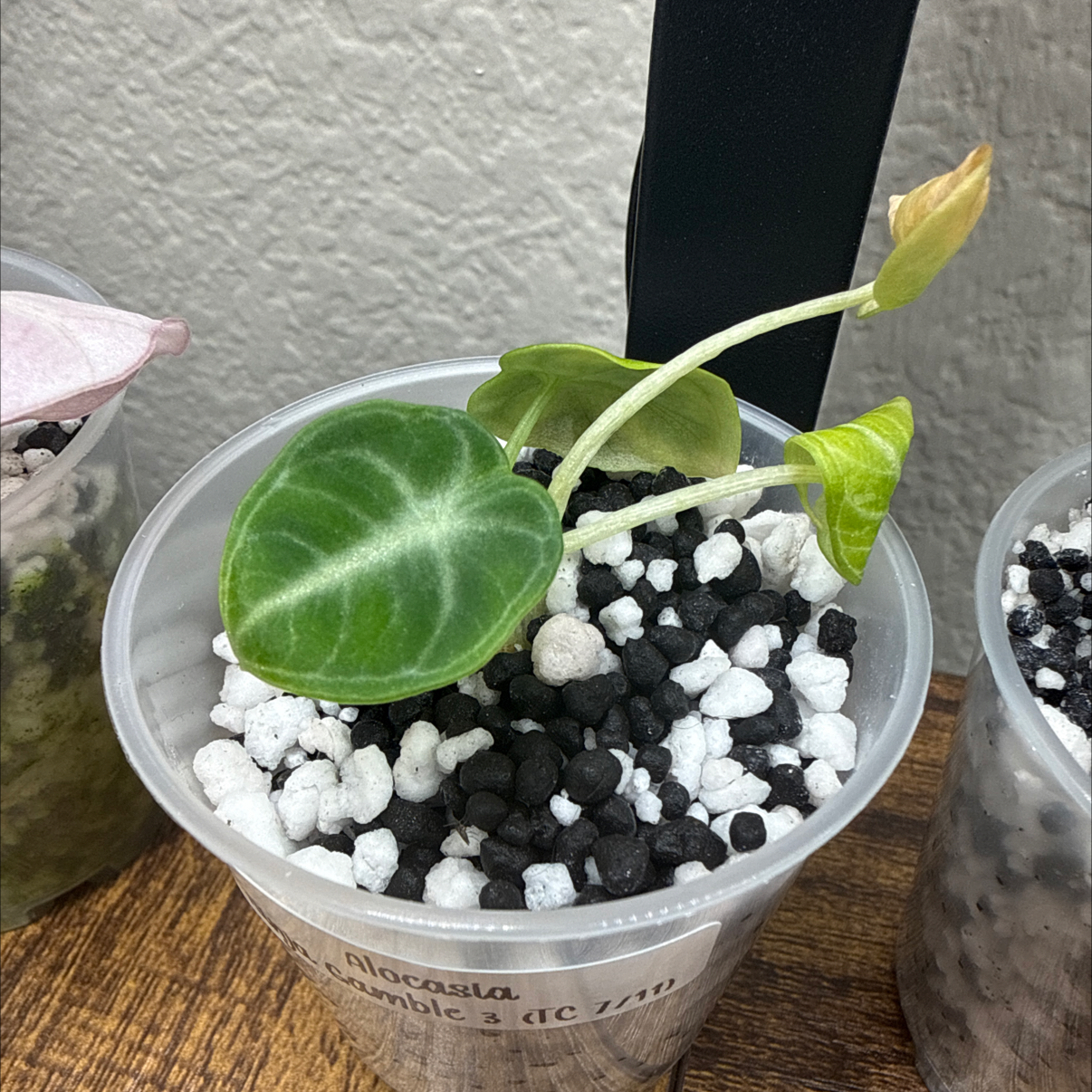 Photo of the plant species alocasia ninja by @Plant_Mami named Ninja Gamble 3 on Greg, the plant care app