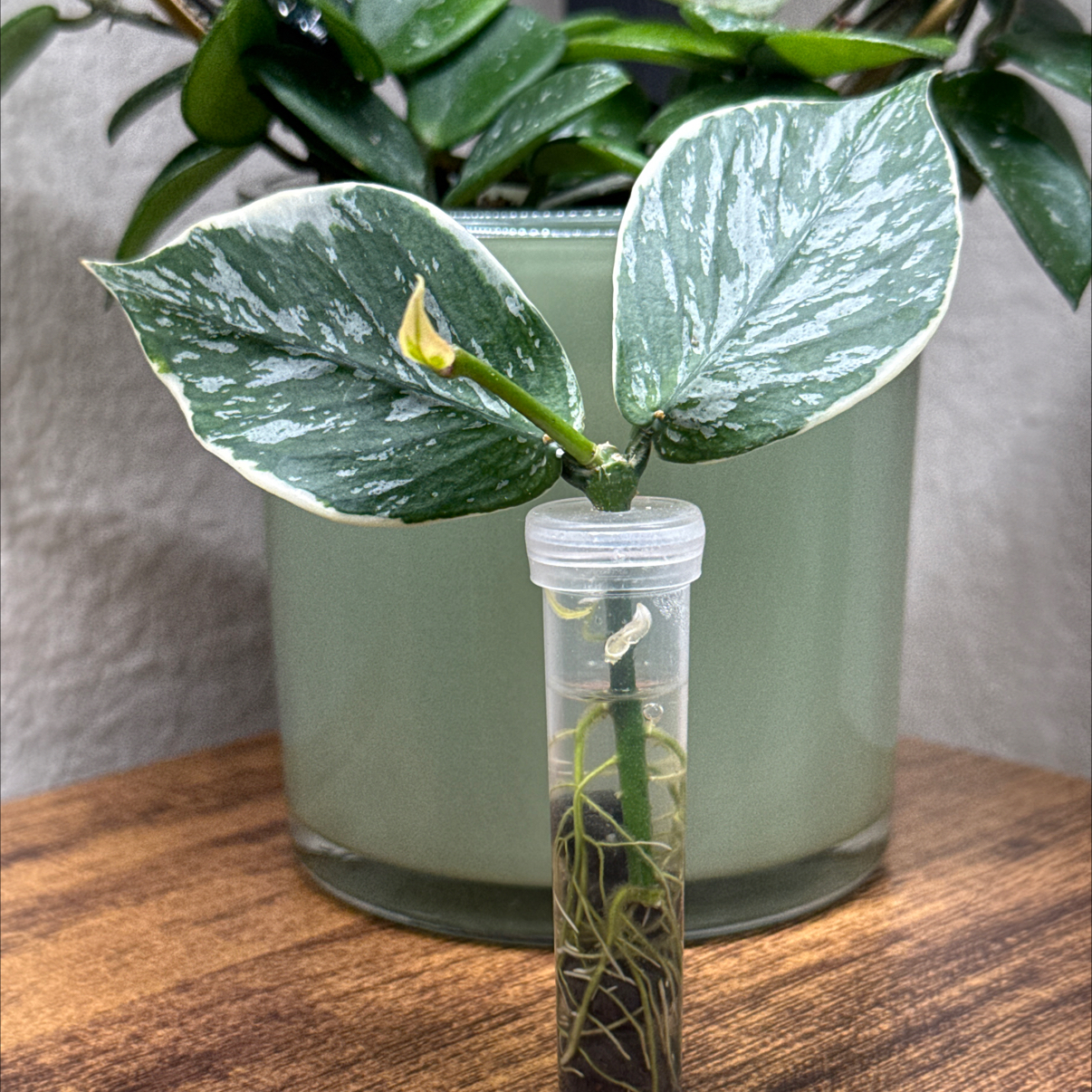 Photo of the plant species Hoya polyneura 'Jasminika' by @Plant_Mami named Jasminka on Greg, the plant care app