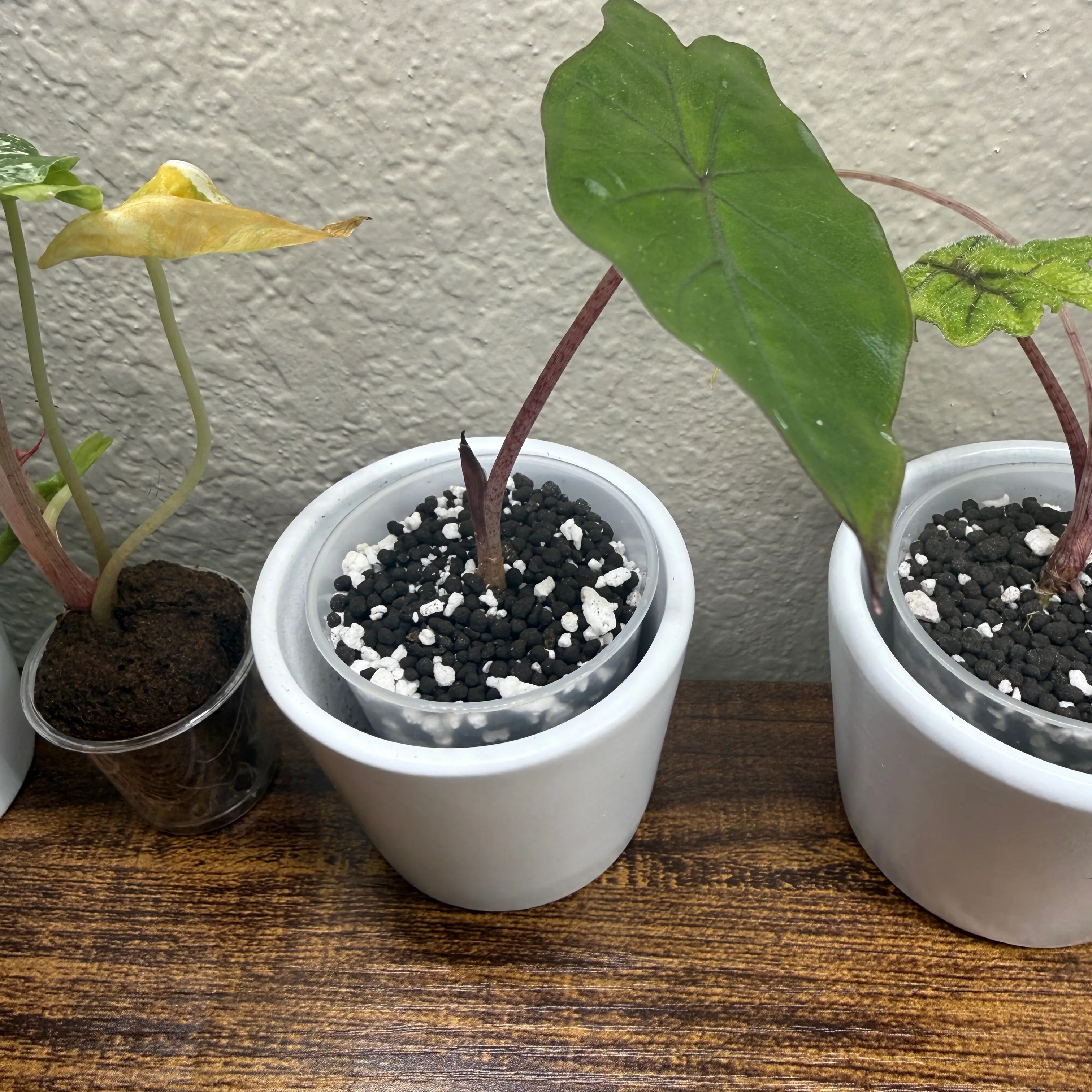 Photo of the plant species Alocasia Yucatan Princess Variegata by @Plant_Mami named Chloe on Greg, the plant care app