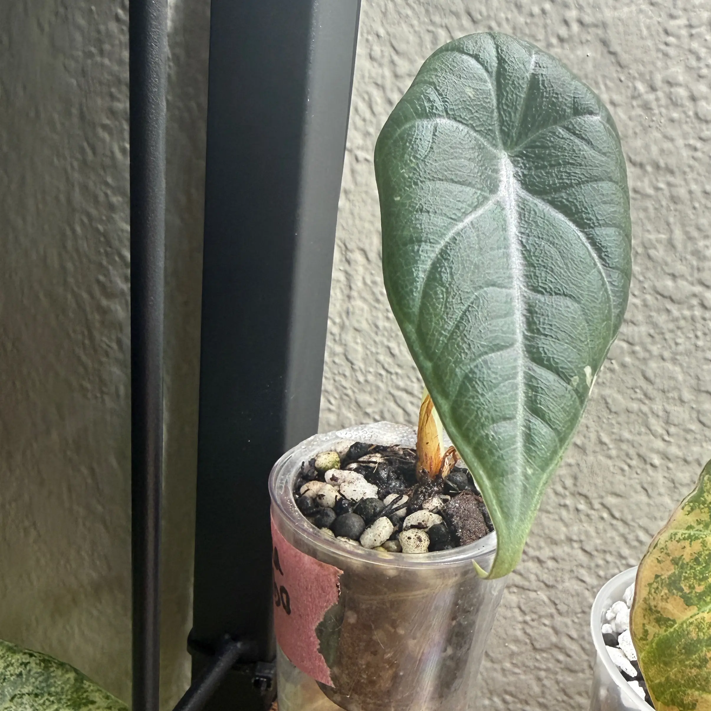 Photo of the plant species Alocasia 'Maharani' Albo by @Plant_Mami named Maya on Greg, the plant care app