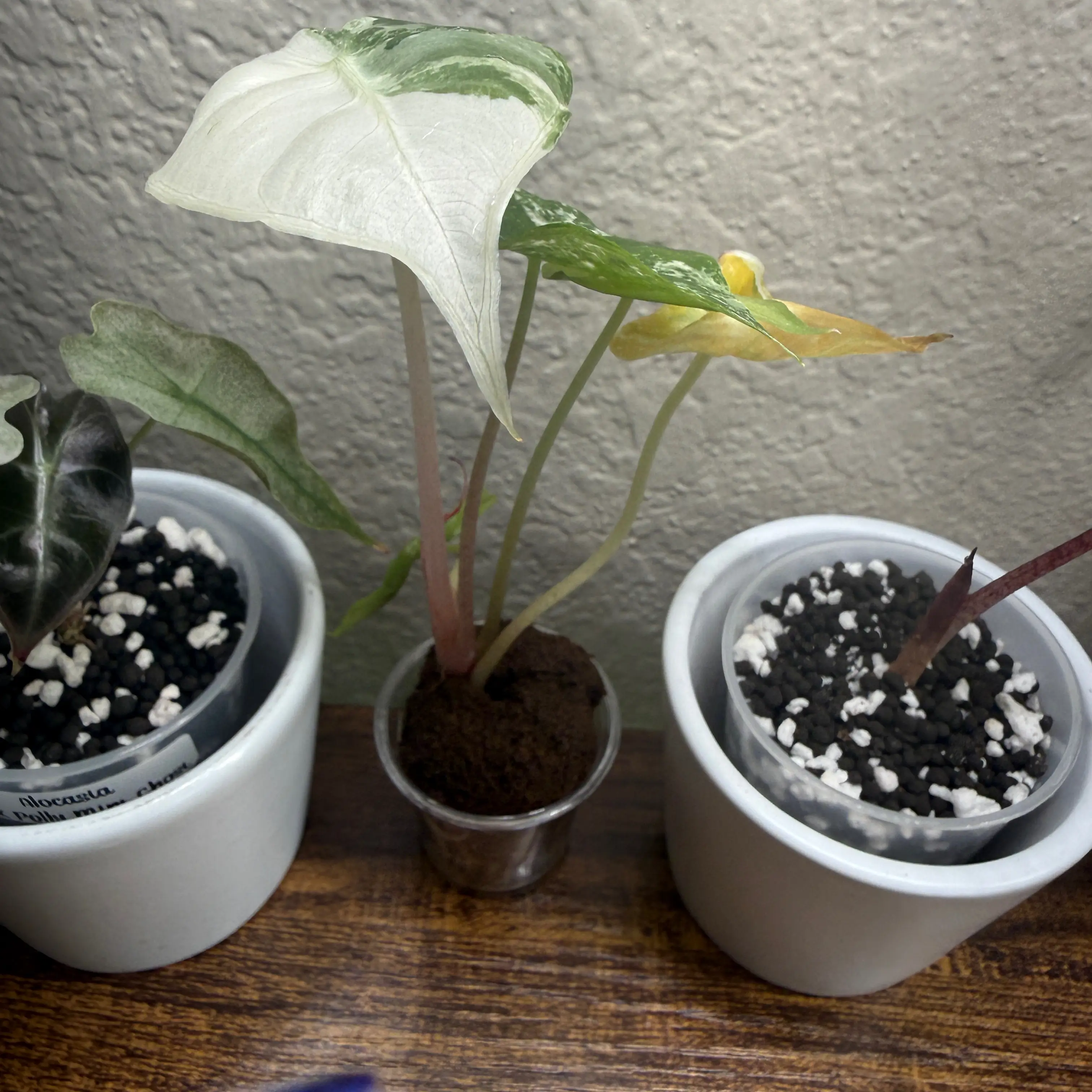 Photo of the plant species Alocasia Pink Dragon Variegated by @Plant_Mami named Robert on Greg, the plant care app