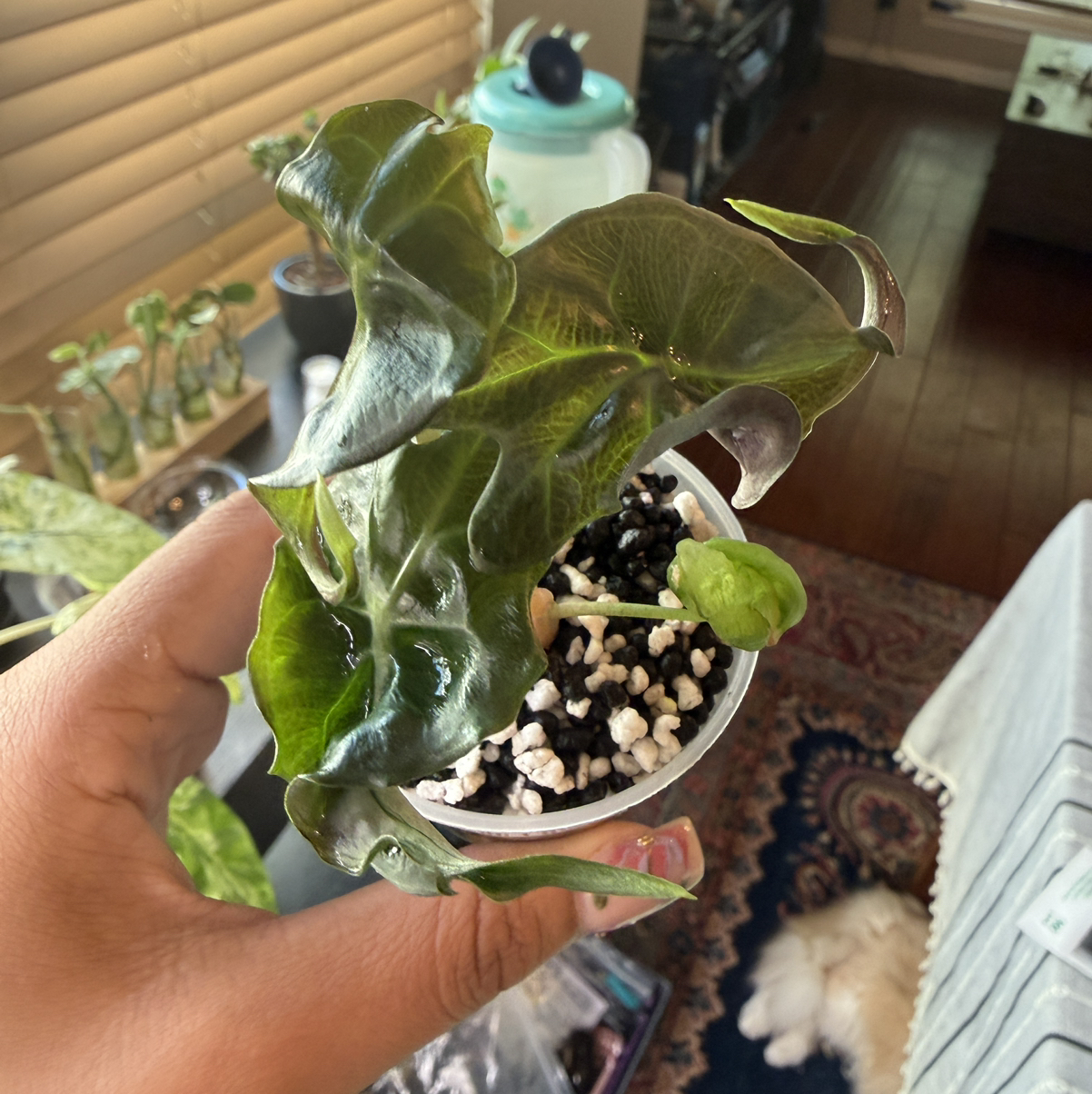 Photo of the plant species Alocasia 'Venom' by @Plant_Mami named Cleopatra on Greg, the plant care app