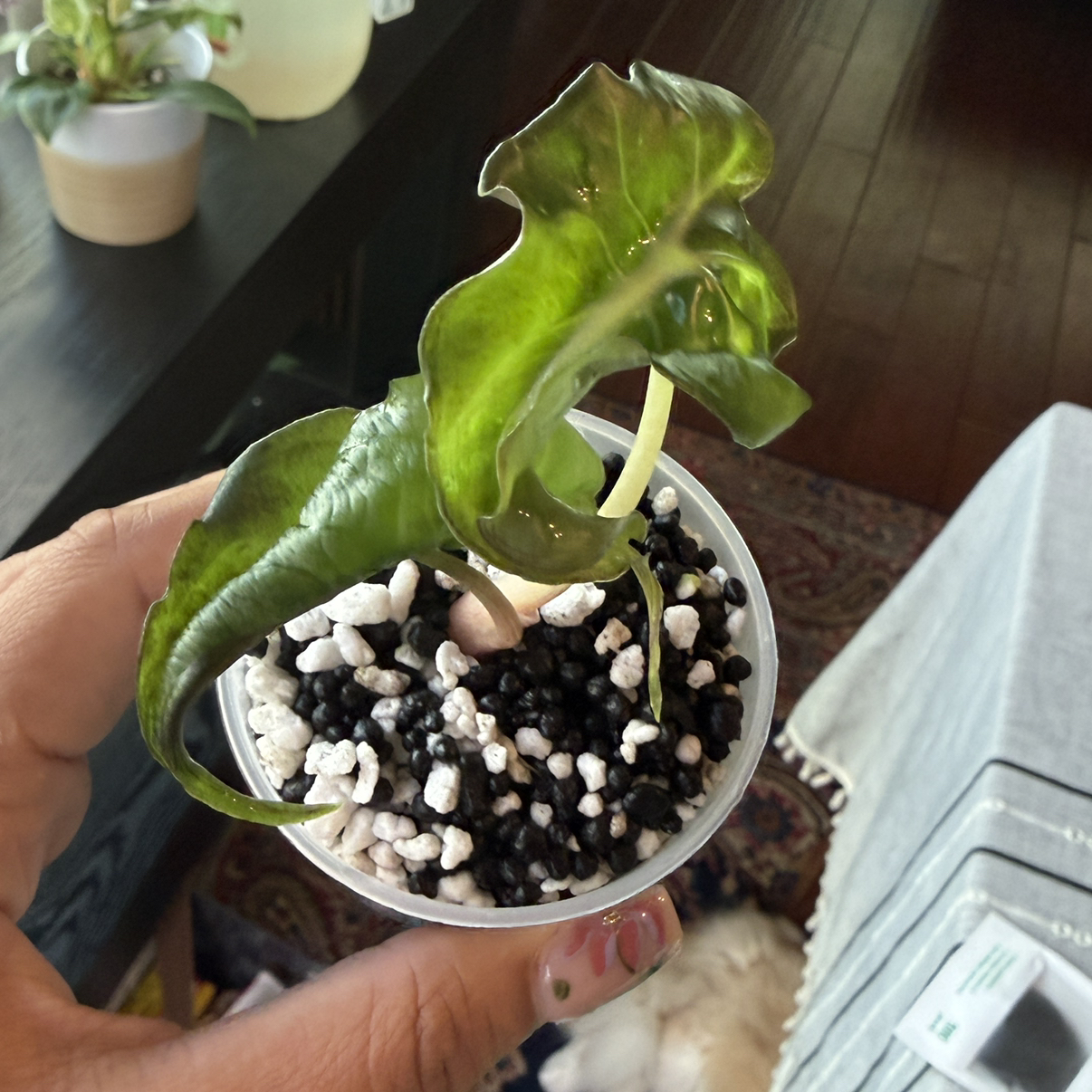 Photo of the plant species Alocasia 'Venom' by @Plant_Mami named Nemo on Greg, the plant care app