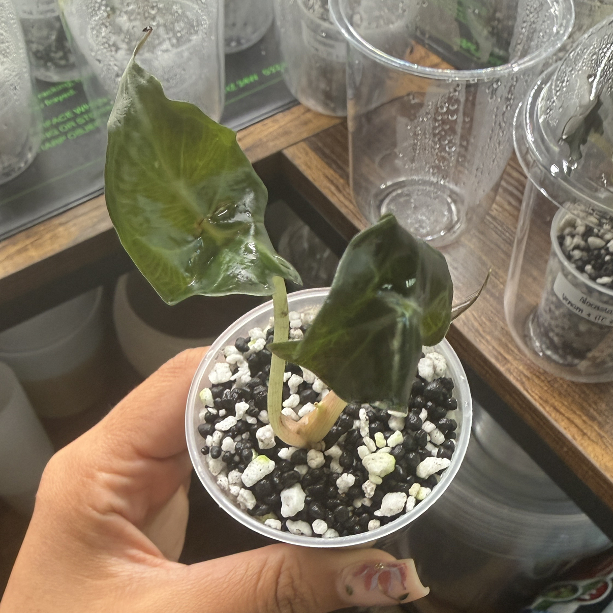 Photo of the plant species Alocasia 'Venom' by @Plant_Mami named Curie on Greg, the plant care app