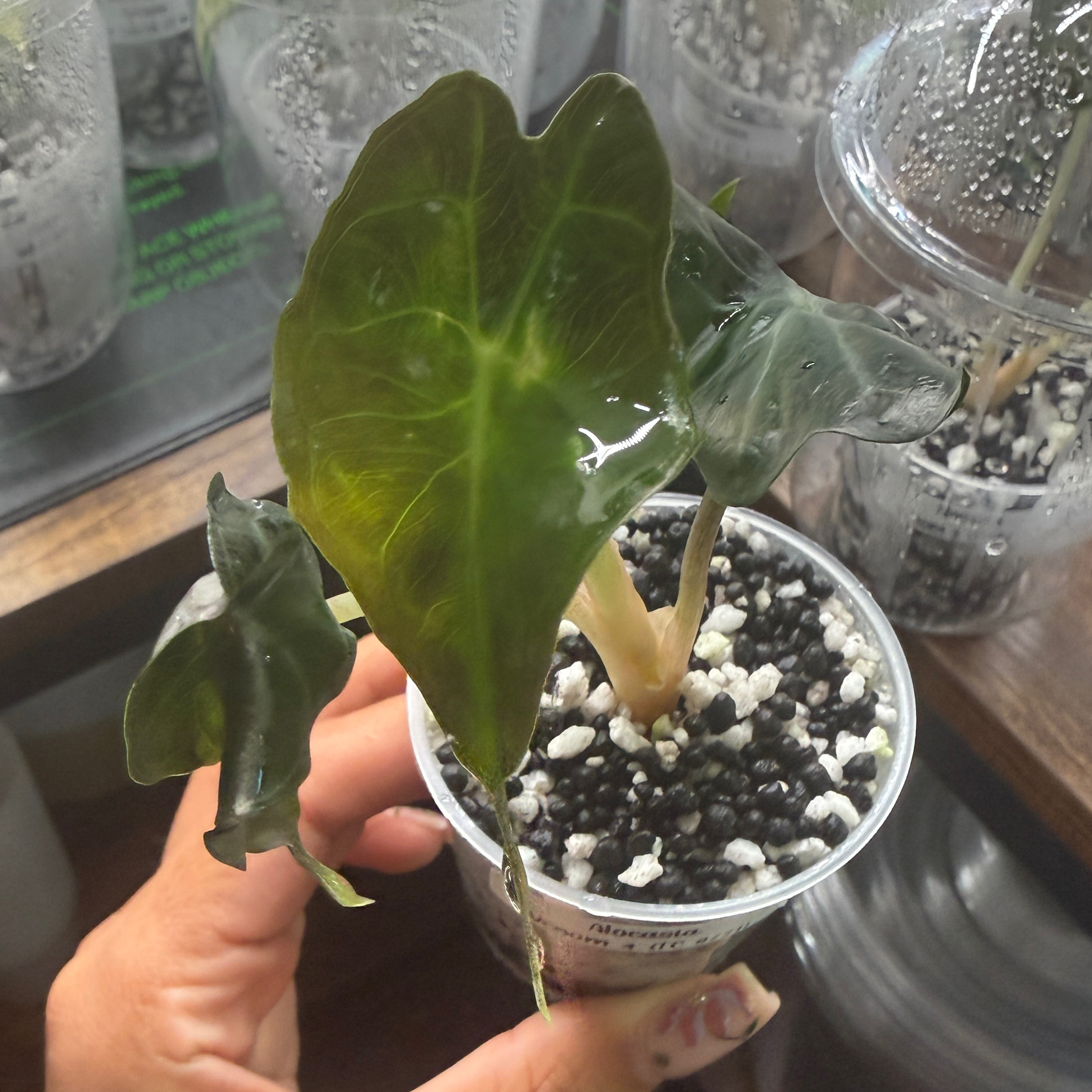 Photo of the plant species Alocasia 'Venom' by @Plant_Mami named Ulysses S Plant on Greg, the plant care app