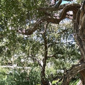 Photo of the plant species Common Cottonwood by @AceLychee22 named Xena on Greg, the plant care app