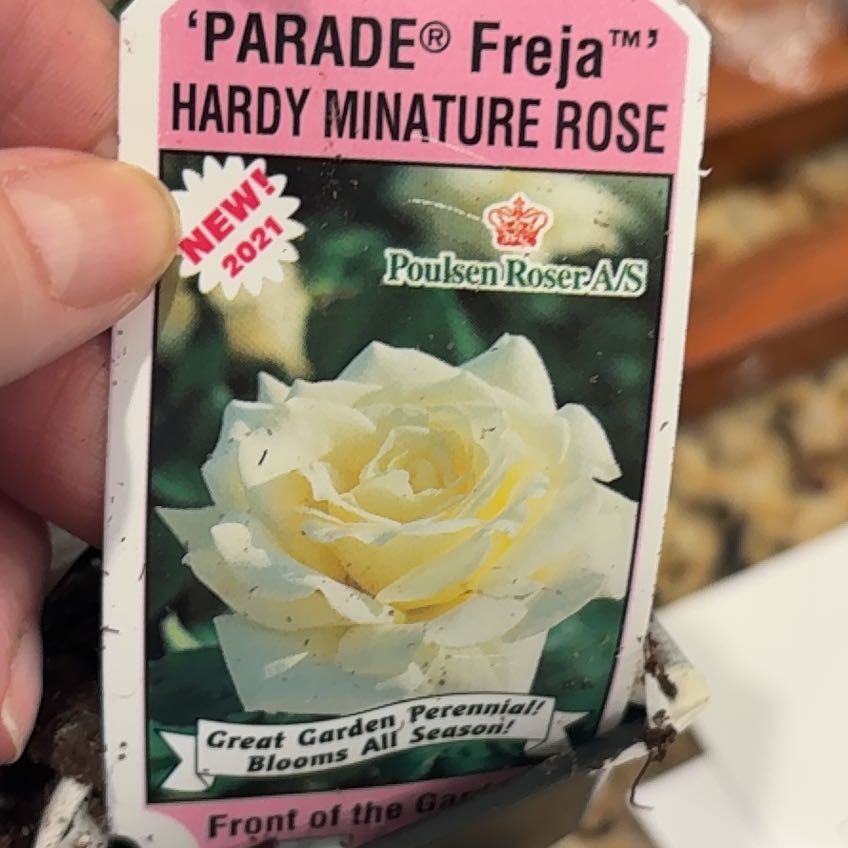 Photo of the plant species Miniature Rose by @ProCamphor30 named Navajo on Greg, the plant care app