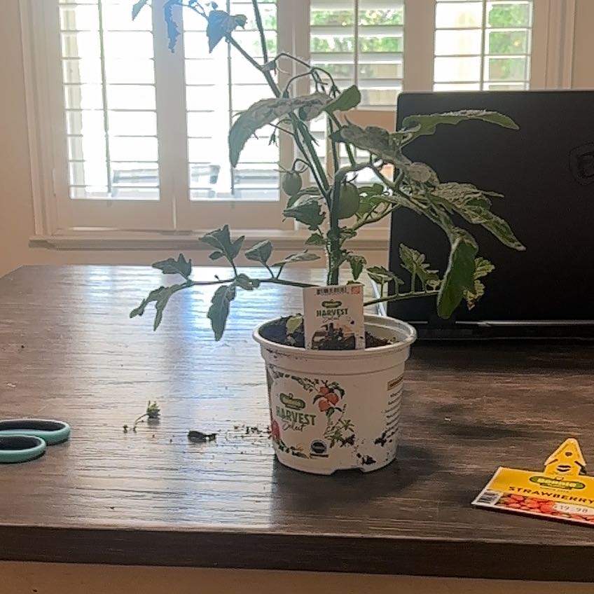 Photo of the plant species Tomato 'Little Napoli' by @GenialAnthora28 named McKinley on Greg, the plant care app