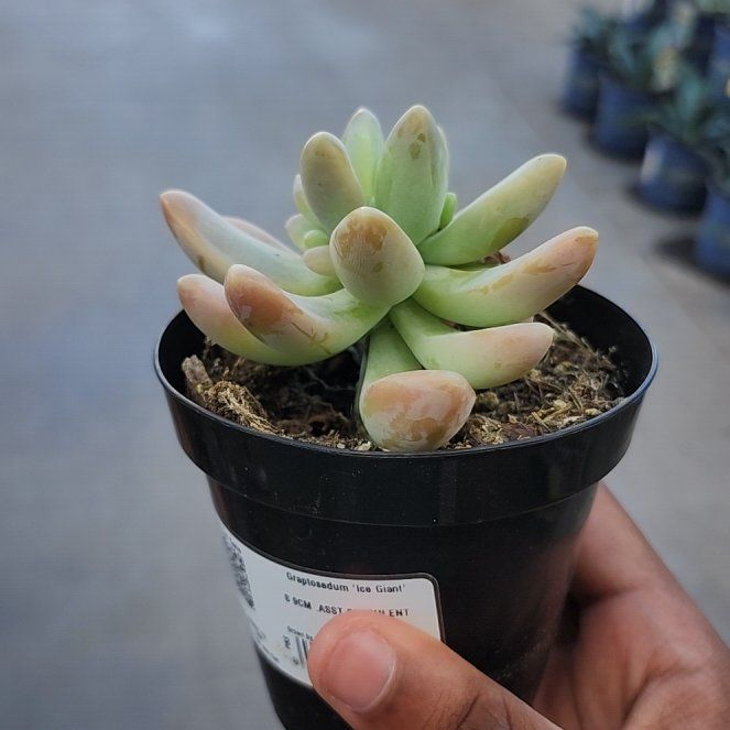 Photo of the plant species Graptosedum 'Ice Giant' by @BuffRye68 named Xena on Greg, the plant care app