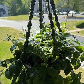 Photo of the plant species Lipstick Plant by @ZestyTexasash59 named Lipstick on Greg, the plant care app
