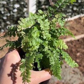 Photo of the plant species Bronze Venus Fern by @WillDropwort93 named Maid Fernian on Greg, the plant care app