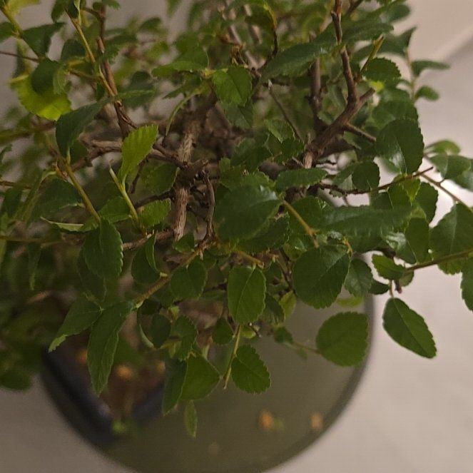 Photo of the plant species Zelkova by @ClassyCactus56 named Scarlett on Greg, the plant care app