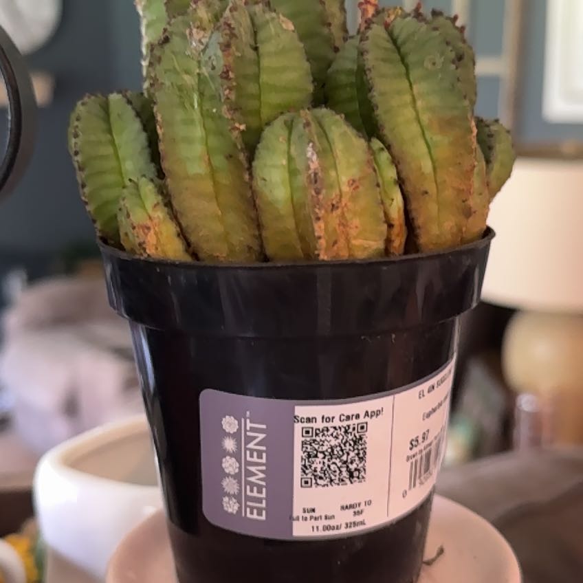 Photo of the plant species Canary Island Spurge by @AliveGrasspea79 named Lavender on Greg, the plant care app