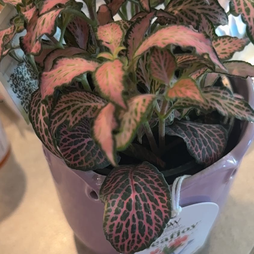 Photo of the plant species Dont Know by @AliveGrasspea79 named Bieber on Greg, the plant care app