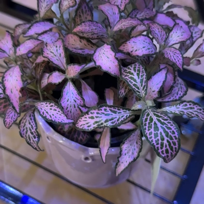 Photo of the plant species Dont Know by @AliveGrasspea79 named Nemo on Greg, the plant care app