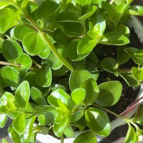 Photo of the plant species Peperomia urvilleana by @AliveGrasspea79 named Kardashian on Greg, the plant care app