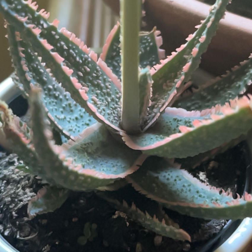 Photo of the plant species Purple Haze by @GregariousBasil named Pax on Greg, the plant care app
