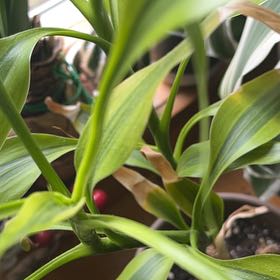Photo of the plant species Lucky Golden Bamboo by @GregariousBasil named Baesil on Greg, the plant care app