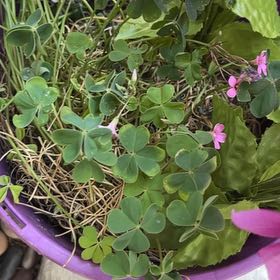 Photo of the plant species Jointed Woodsorrel by @DearOkra81 named Sol on Greg, the plant care app