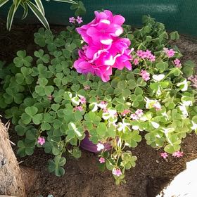 Photo of the plant species Jointed Woodsorrel by @DearOkra81 named Sanders on Greg, the plant care app