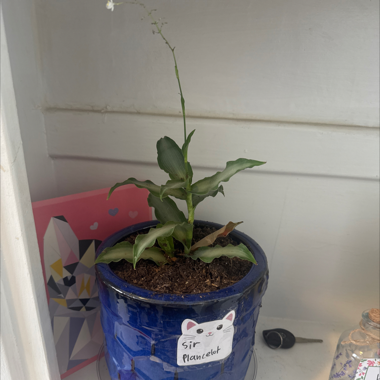 Photo of the plant species Benghal Dayflower by @GracedParsley16 named Sir Plancelot on Greg, the plant care app