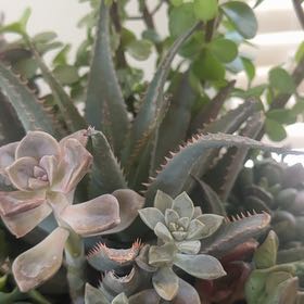 Photo of the plant species Houghton's Hybrid by @HonestSapote88 named Bieber on Greg, the plant care app