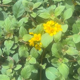 Photo of the plant species Tutsan by @AceCostmary87 named Lebron on Greg, the plant care app