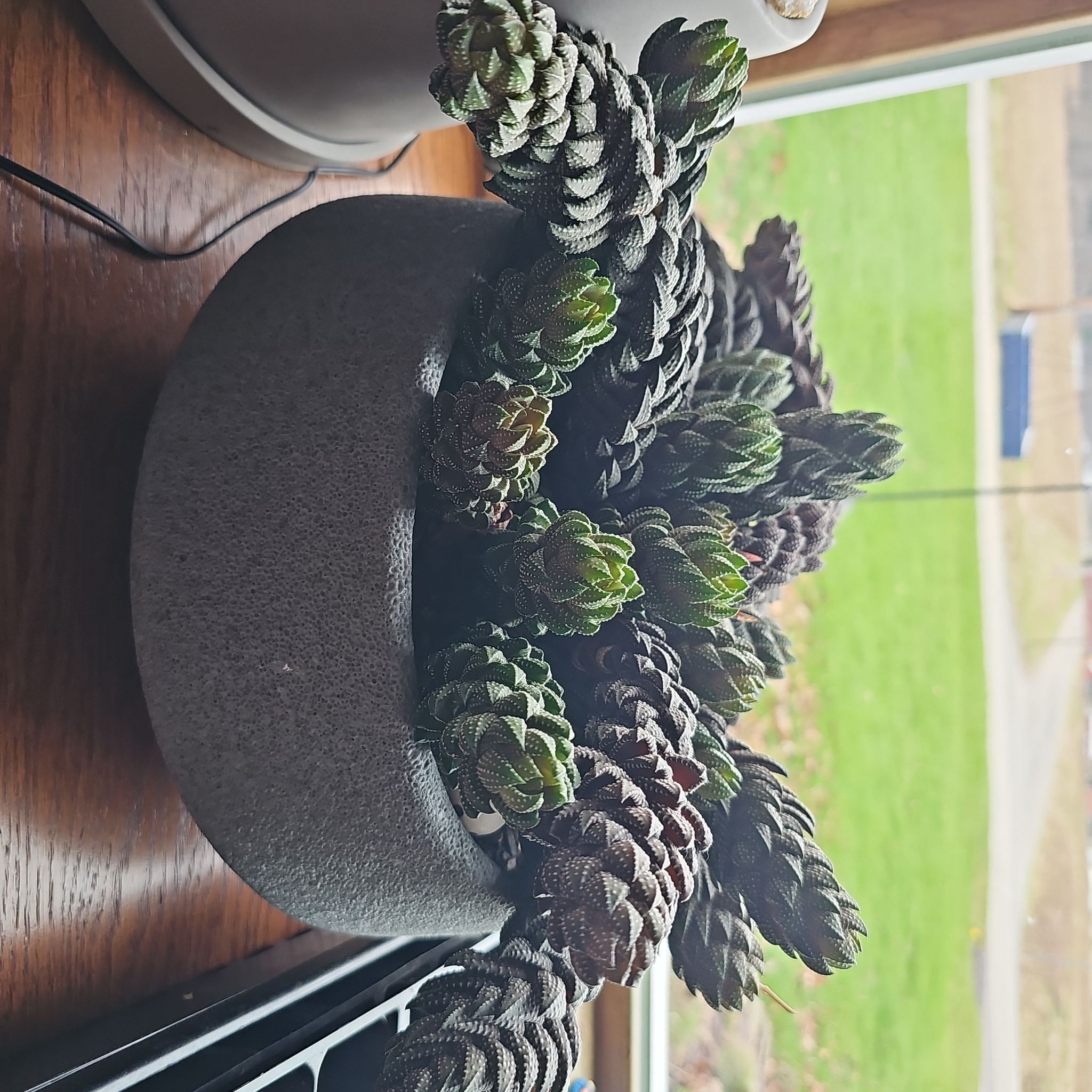 Photo of the plant species Zebra Wart by @WhimsicalMakura named Mua'dib on Greg, the plant care app