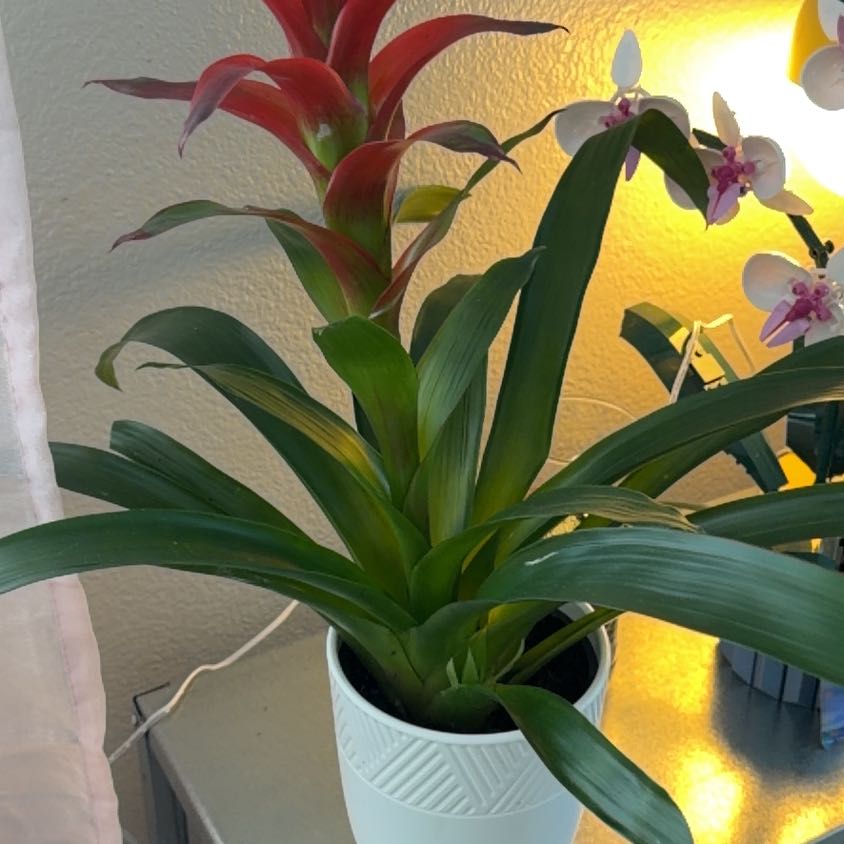 Photo of the plant species Guzmania Bromeliad by @LargeIvy97 named Miley on Greg, the plant care app