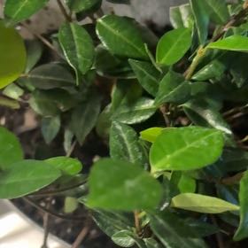 Photo of the plant species Asian Jasmine by @SirWaxvine11 named Forrest on Greg, the plant care app