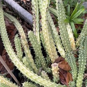 Photo of the plant species Octopus Cactus by @SirWaxvine11 named Scarlett on Greg, the plant care app