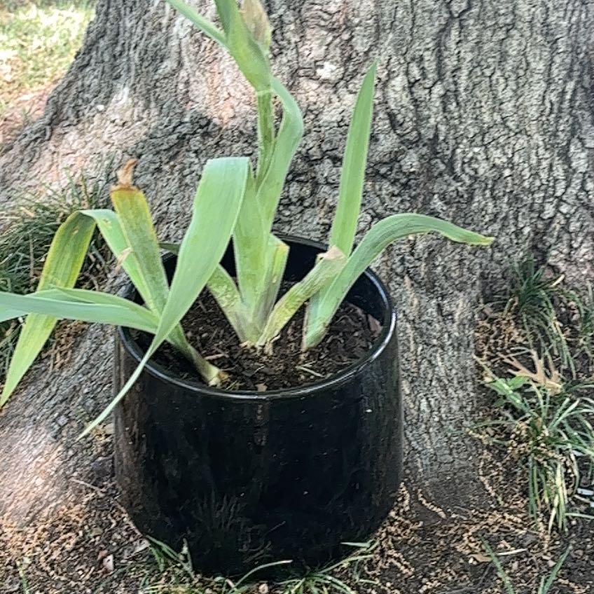 Photo of the plant species Bearded Iris 'Frigiya' by @WhizTearose13 named Delilah on Greg, the plant care app