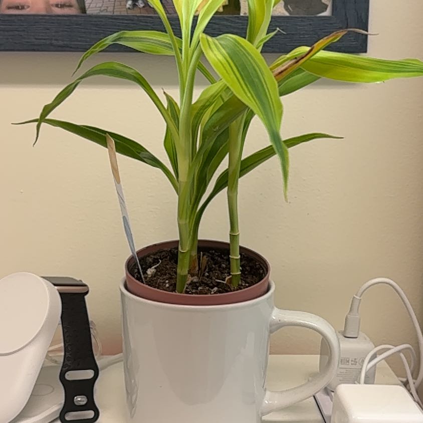 Photo of the plant species Dracaena Sanderiana 'White Ribbon' by @WholeLimberpine named Sigmund on Greg, the plant care app